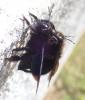 Xylocopa violacea